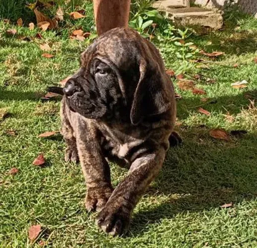 Filhotes de Fila Brasileiro CBKC