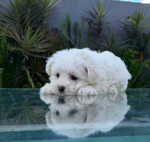 Maltês lindo, também temos fêmeas