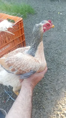 Galinha inglesa