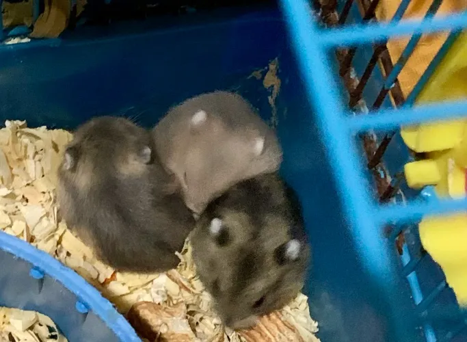 Vendo hamsters anao russo 