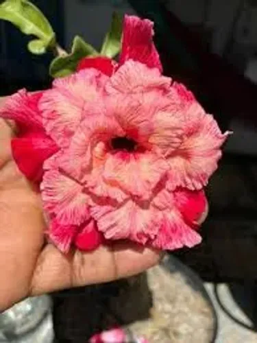 Rosa do deserto