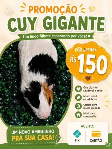 Mega promoção de Cuy gigante!