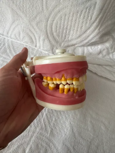 Manequim odontológico de cirurgia com dentes de periodontia Pronew