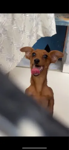 Cachorro pincher dócil 
