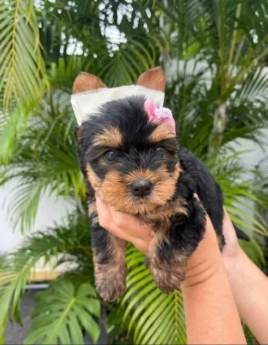 Filhote Fêmea Yorkshire Terrier - Princesinha de Pelos SEDOSOS!<br><br><br><br>