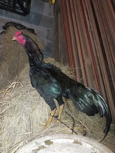 Frango inglês 