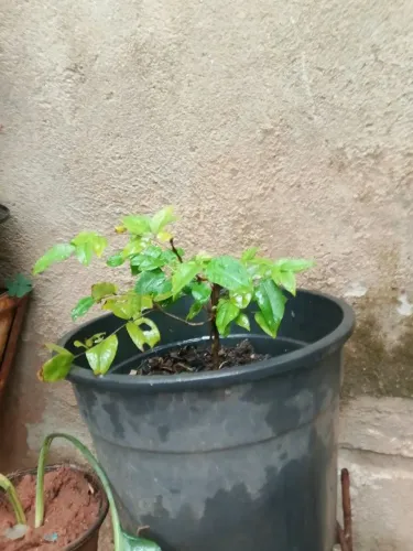 Pe de jabuticaba