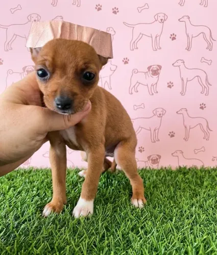 Pinscher Mini Encanto