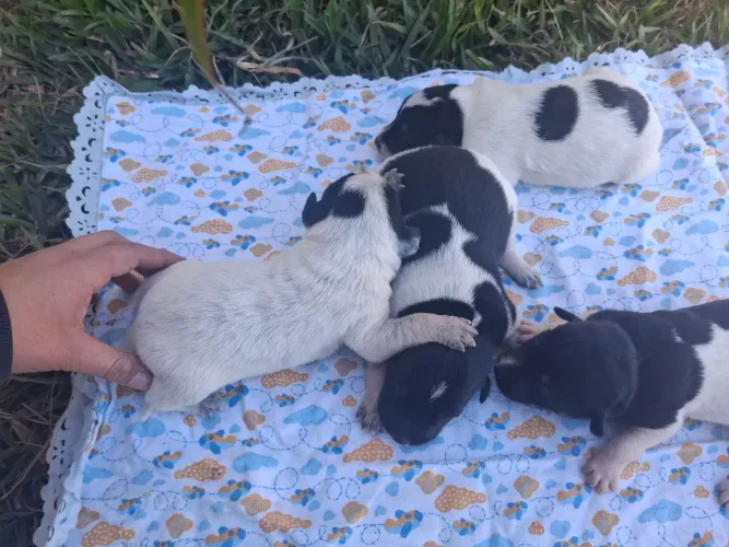 Doa-se filhotes de Blue Heeler
