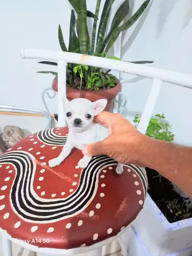 Chihuahua micro fêmea 