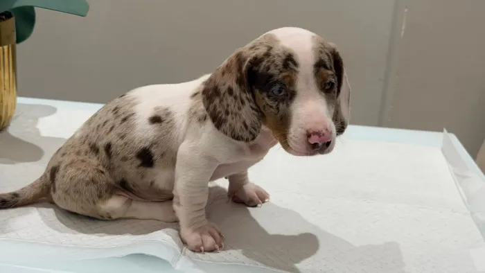 Filhote Daschund Mini