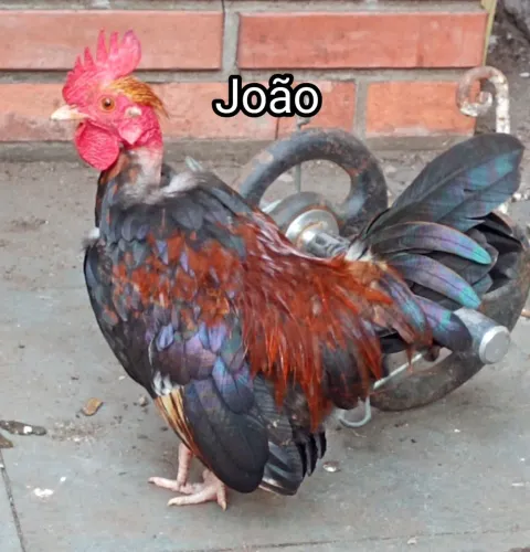 Galinhas Garnisé 