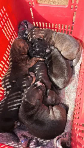 Filhotes Pit Bull