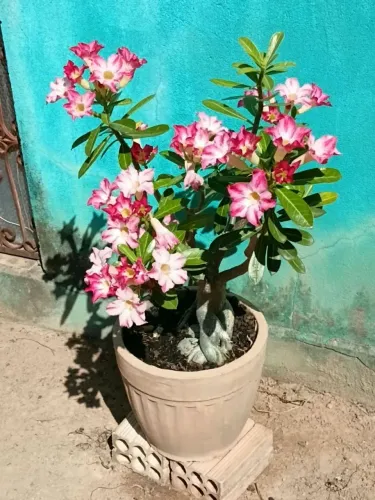 Rosa do deserto