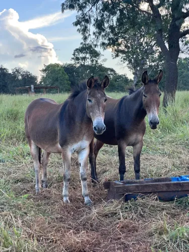 Mula e burro de serviço 