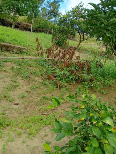 TERRENO EM JAGUAQUARA-BA PARA VENDER LOGO