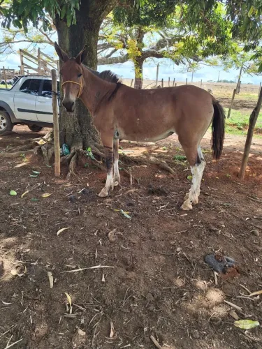 Vendo mula mansa