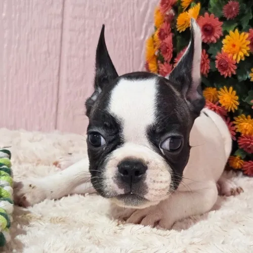 BullDog Francês: Filhotes super carinhoso a pronta entrega