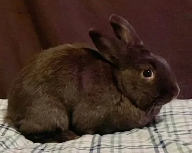 Vendo um coelho doméstico lindo de pelos escuros