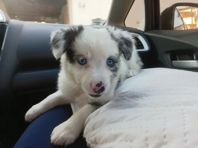 Border Collie Fêmea