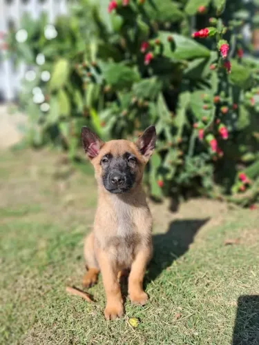 Filhote pastor belga malinois