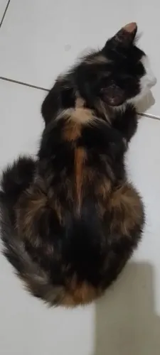 Vendo  GATA  angora reprodutora adulta,
