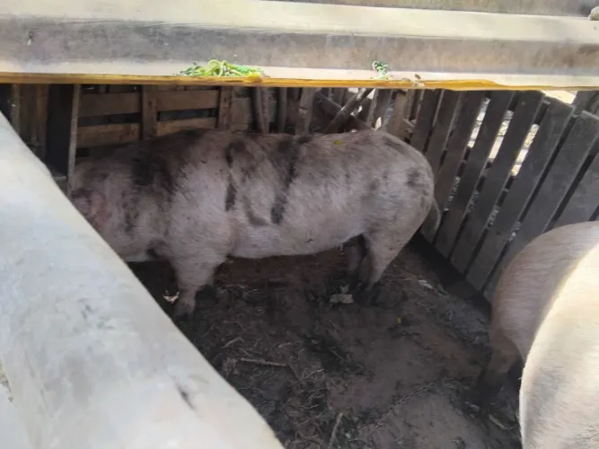 Porca caipira