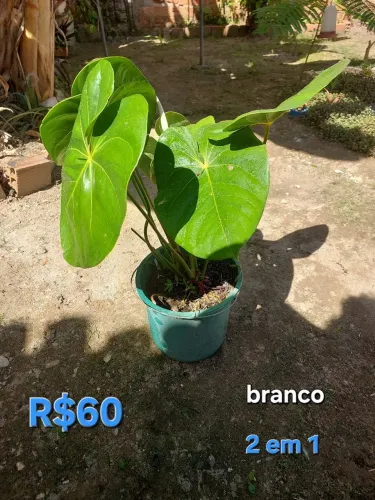 Planta anturium grande