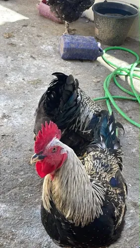 Vendo galinhas sertaneja balão
