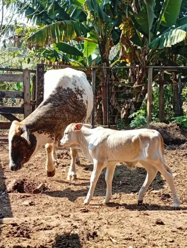 Vaca de leite