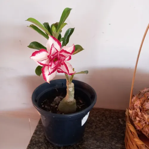 Vende - se rosas do deserto