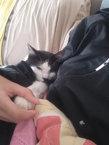 Estou doando essa gata