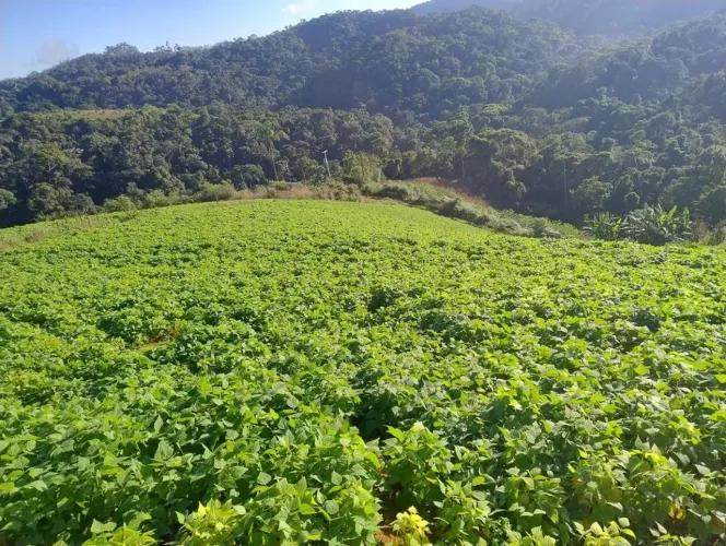 Fazenda à venda em Muniz Freire, Piaçu, com 3 quartos, com 1580000 m²