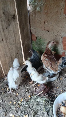 Patinhos