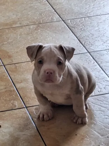 American bully Fêmea Merle 