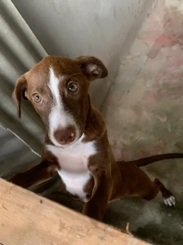 Pit bul misturado com podengo estou doando 