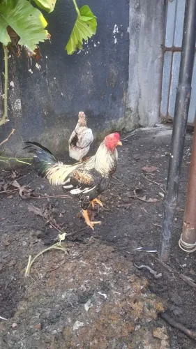 Galo
