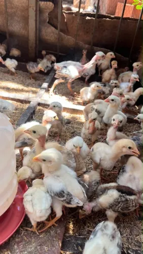 Pintinhos Mestiços de Índio gigante com caipira