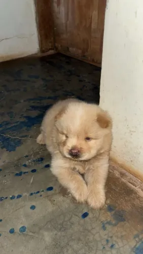 Filhote de Chow Chow