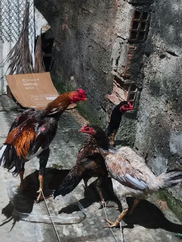 Trio de raça