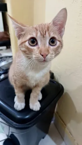 Gatinha laranja para doação responsável