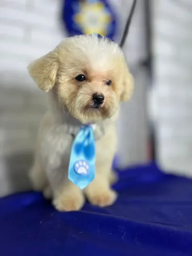 LINDOS POODLES PEQUENOS