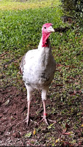 Peru macho jovem