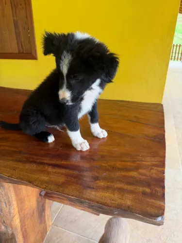 Cachorro
