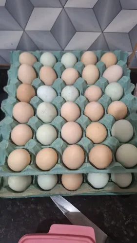 Ovos 