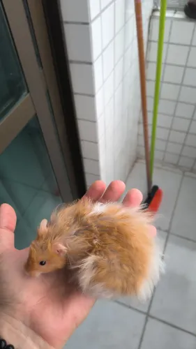 Hamster sírio