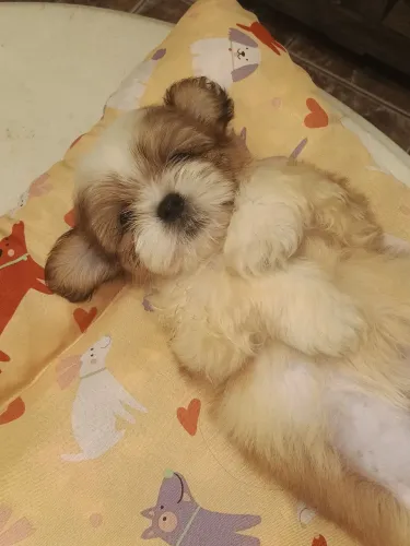 Filhotes de Shith tzu MACHOS