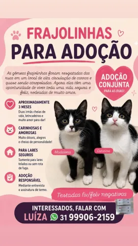 Gato