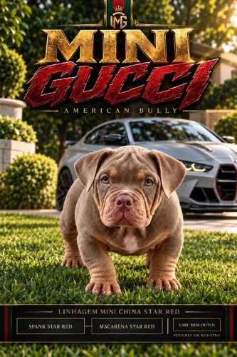 American Bully Micro
