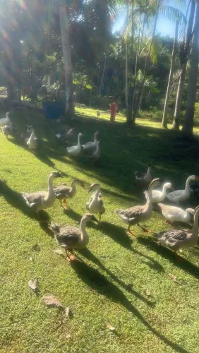 Casais de Gansos para venda.